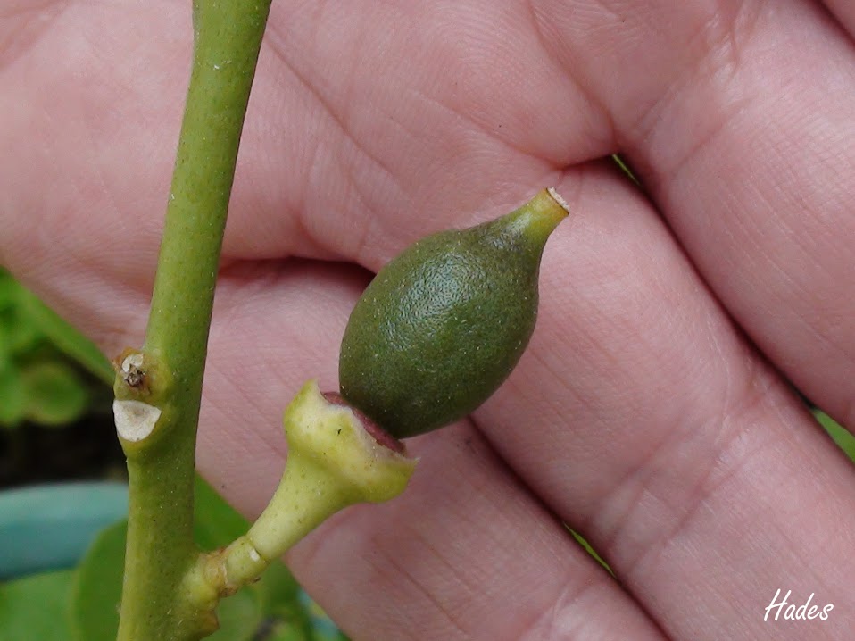 limon.jpg