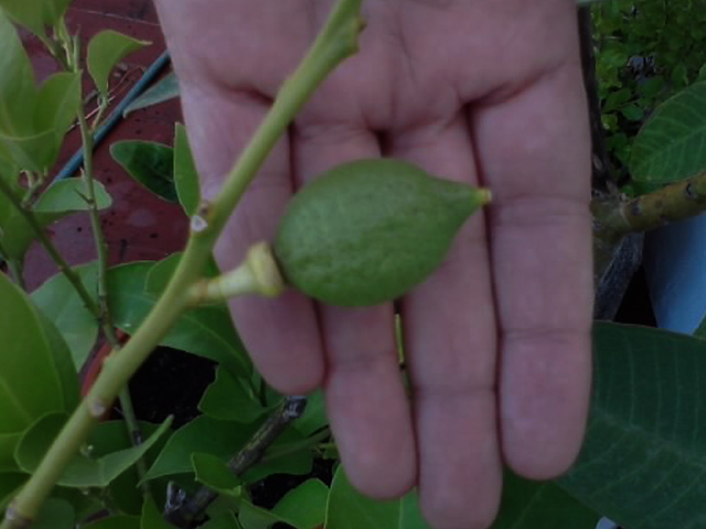 LIMON.jpg