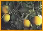 limon5.jpg