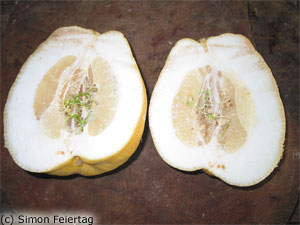 Limon_Real_.jpg