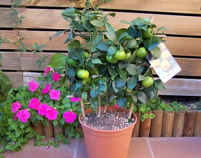 limoncino%20dolce%20pursha.jpg