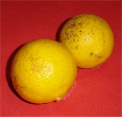 limondulce.jpg
