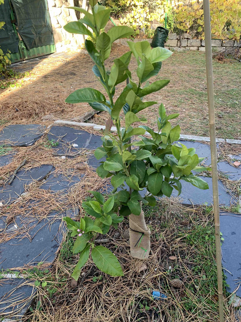 limonero-invierno02.jpg