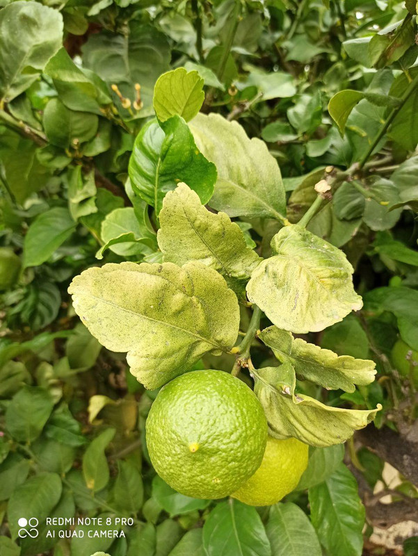 limonero1-1.jpg