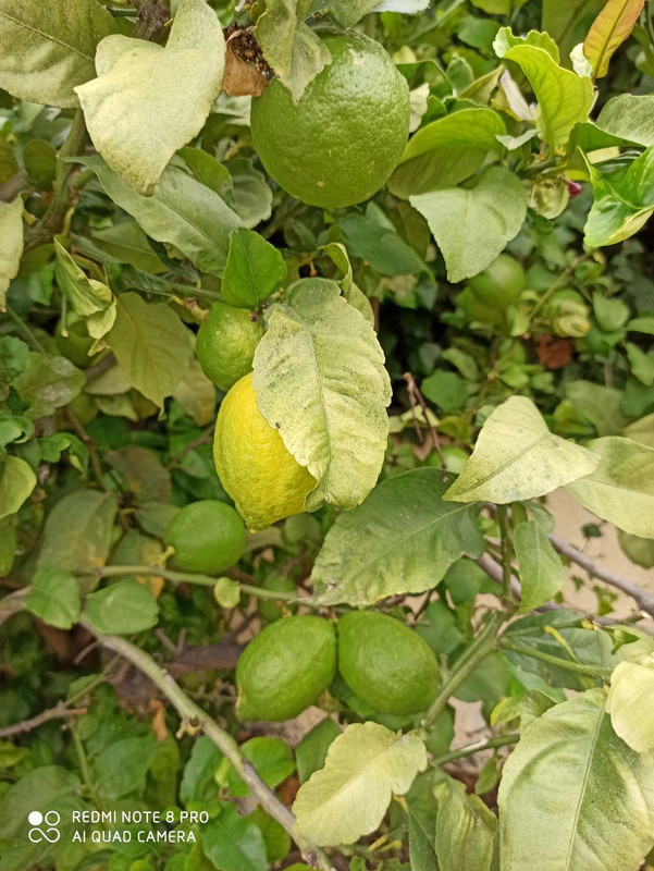 limonero1-3.jpg