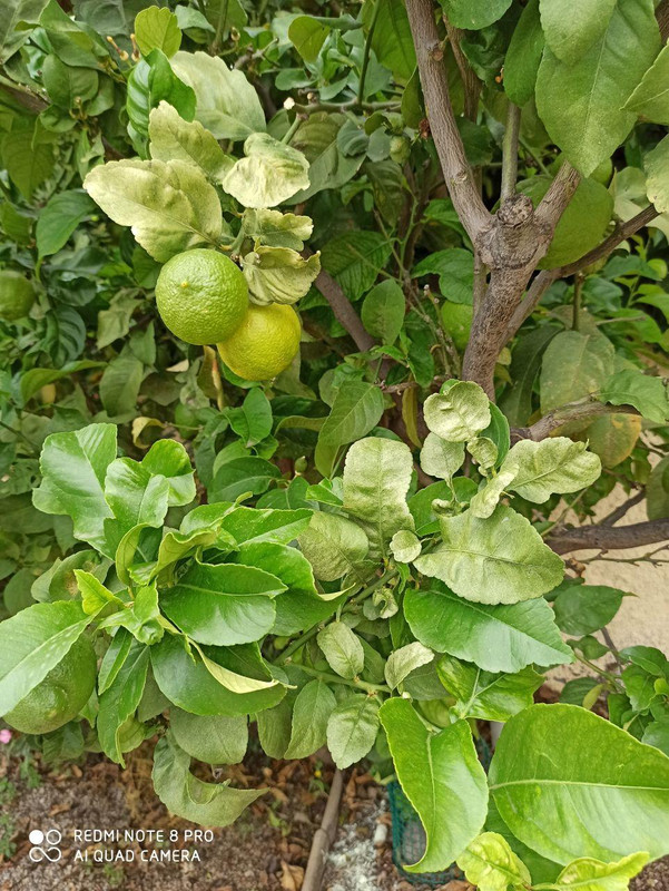 limonero1-4.jpg