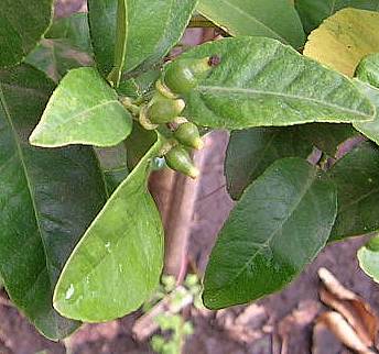Limones%20Pica.JPG