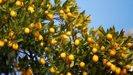 limones.jpg