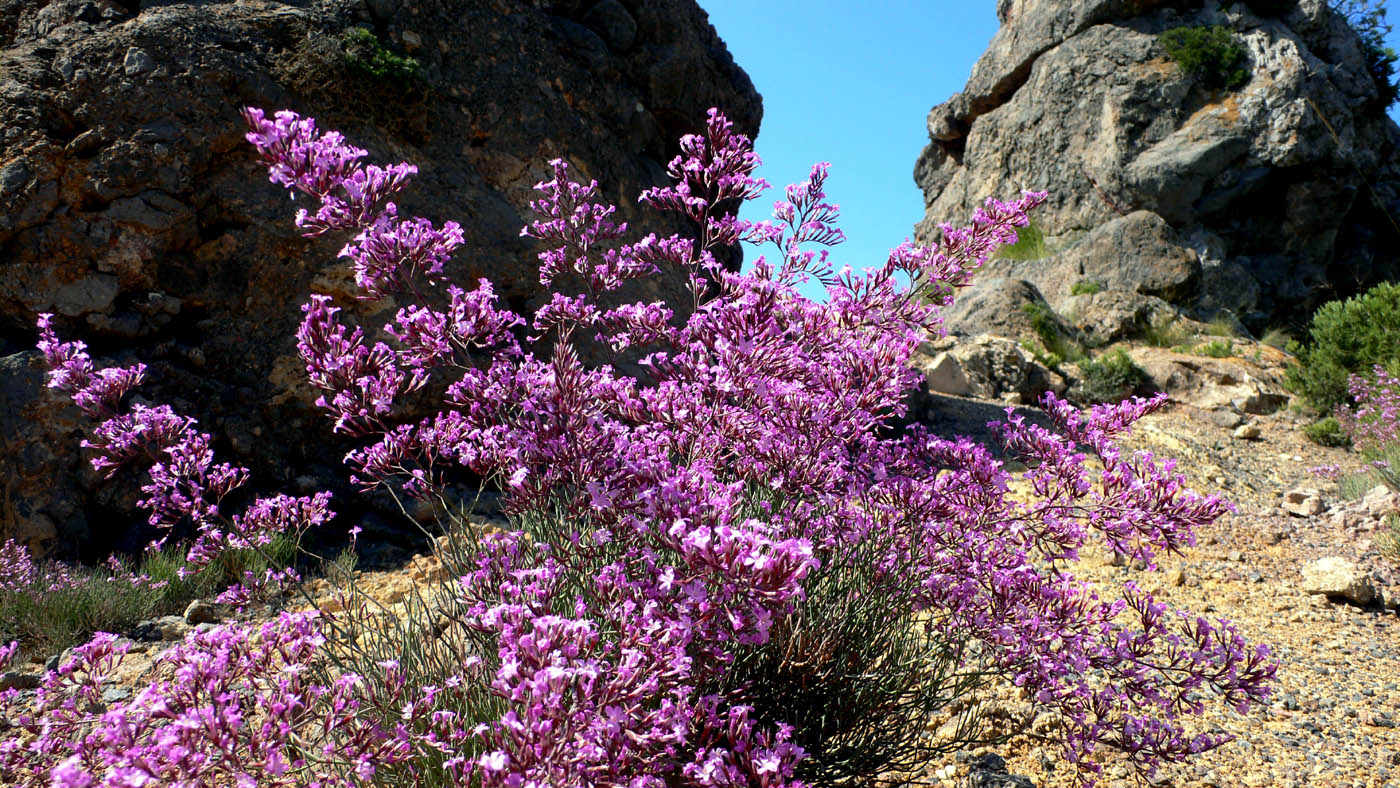 Limonium_insigne1.jpg