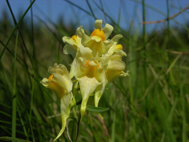 Linaria%20vulgaris%2000019.JPG