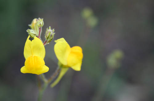 Linaria.jpg