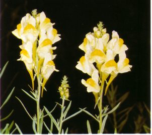linaria.jpg