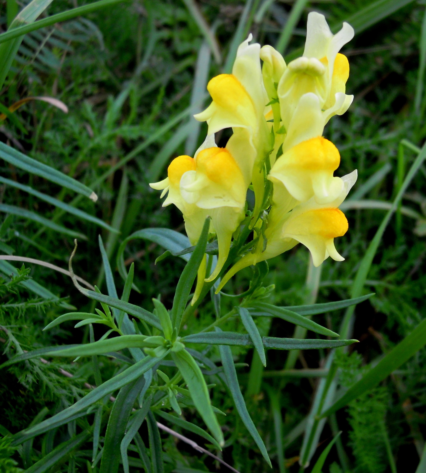 Linaria_vulgaris.jpg