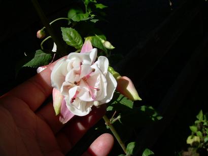 linda fucsia.JPG