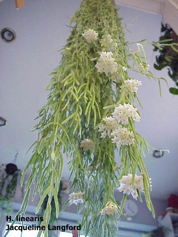 linearis_leaf.jpg