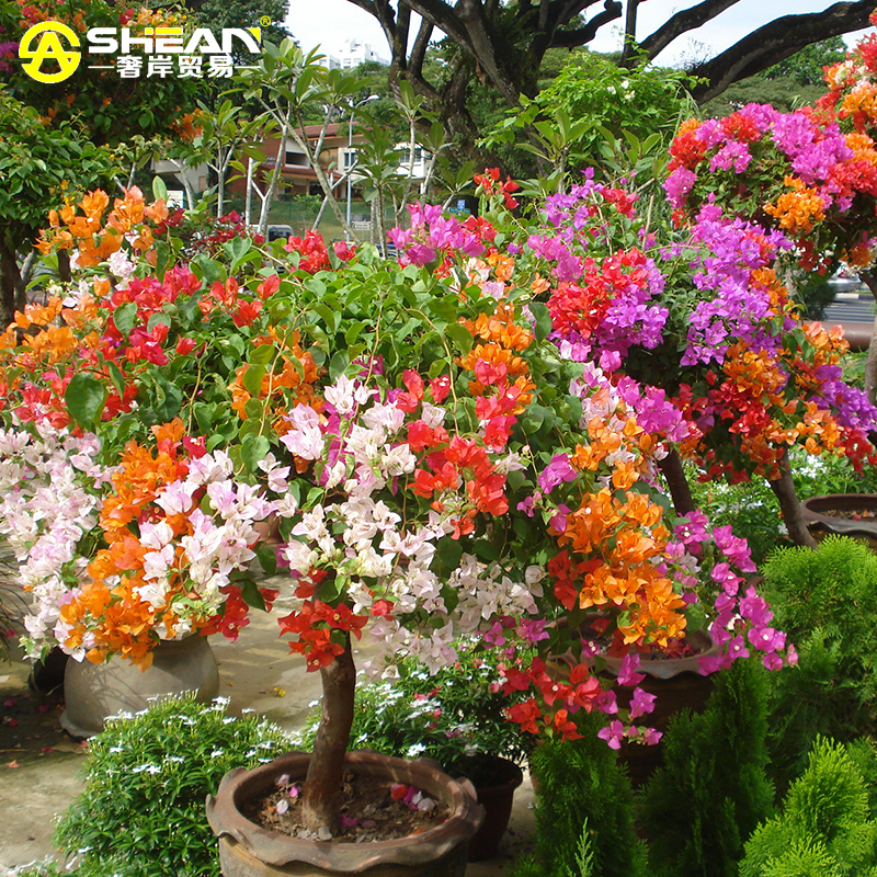 ling-font-b-Colorful-b-font-Bougainvillea-Spectabilis-Willd-Seeds-Bonsai-Plant-Flower-Seeds-font.jpg