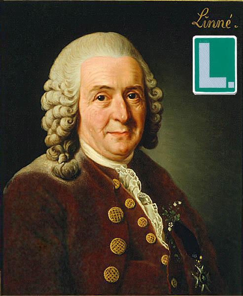 linneo1.jpg