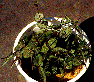 linseed2.gif