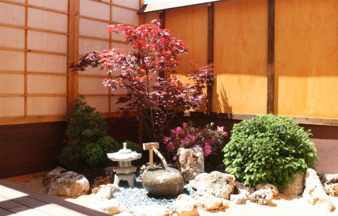 linternaconacerpalmatum.gif