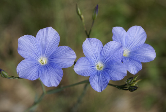 Linum%20narbonense.jpg