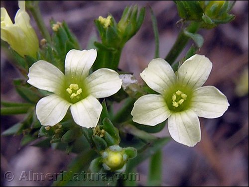 linum-strictum.jpg