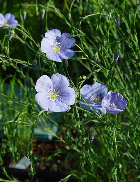 Linum_usitatissimum_plant.jpg