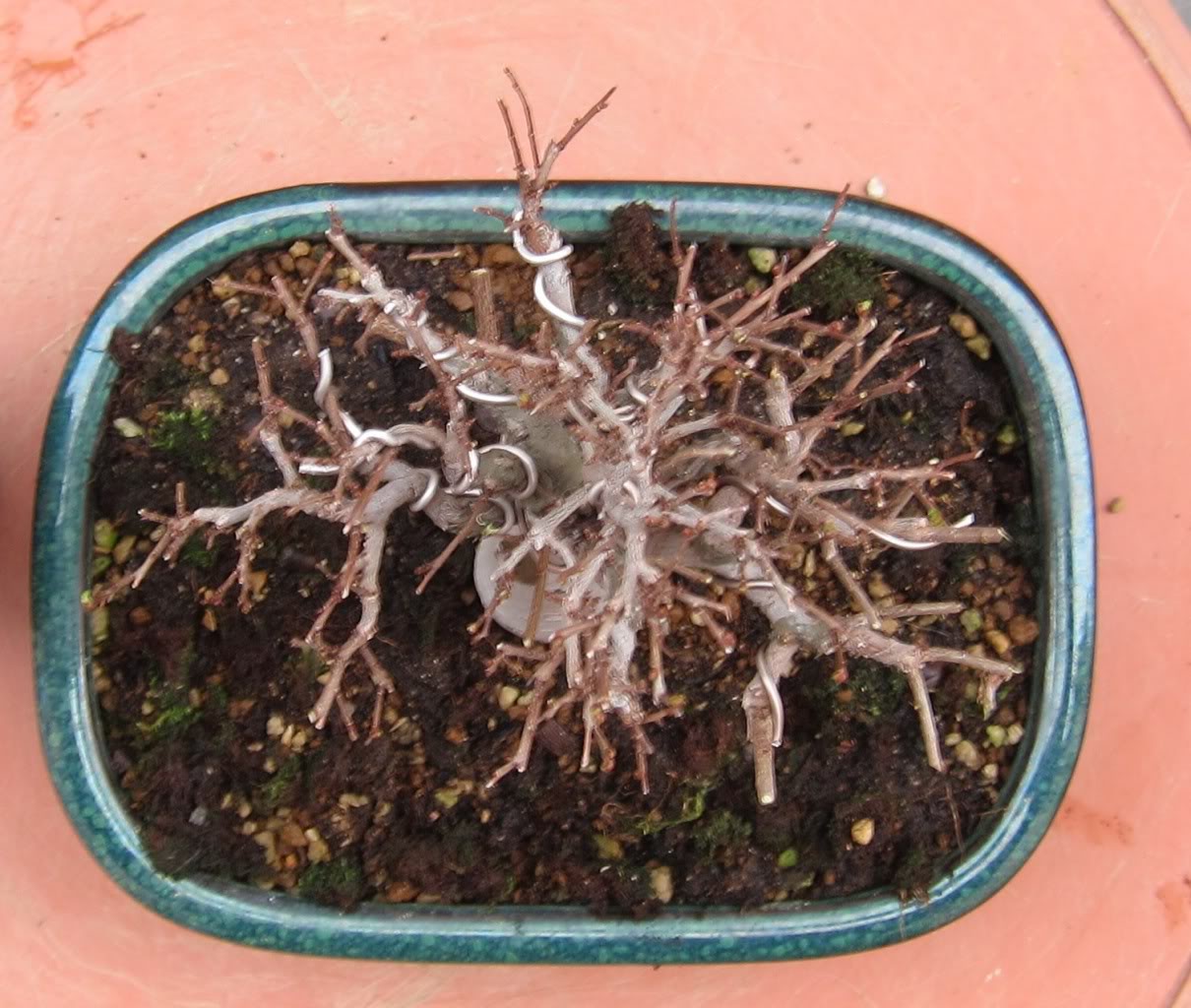 lio6.jpg