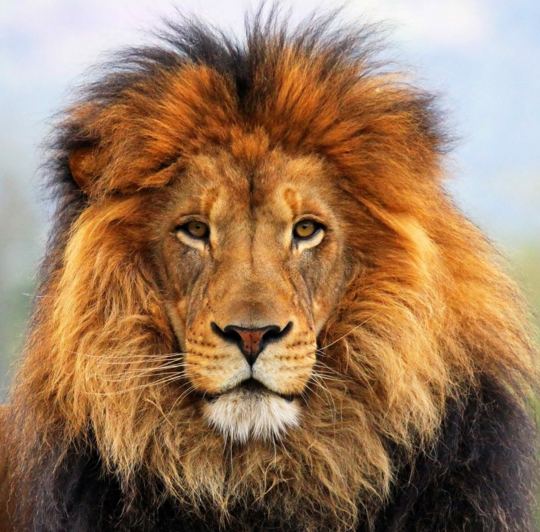 lion.PNG