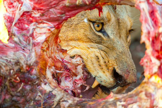 lion_carcass_giraffe.jpg