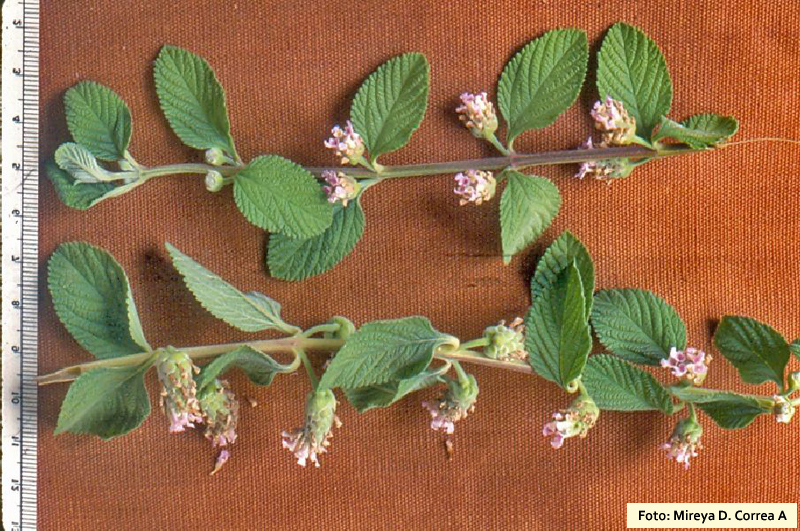 Lippia%20alba.jpg