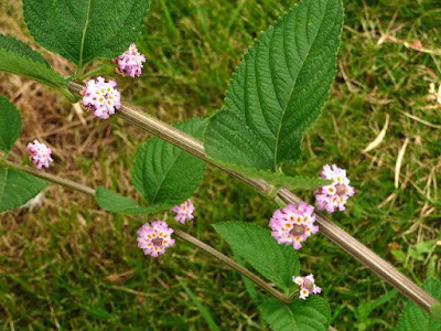 Lippia%2Balba.jpg