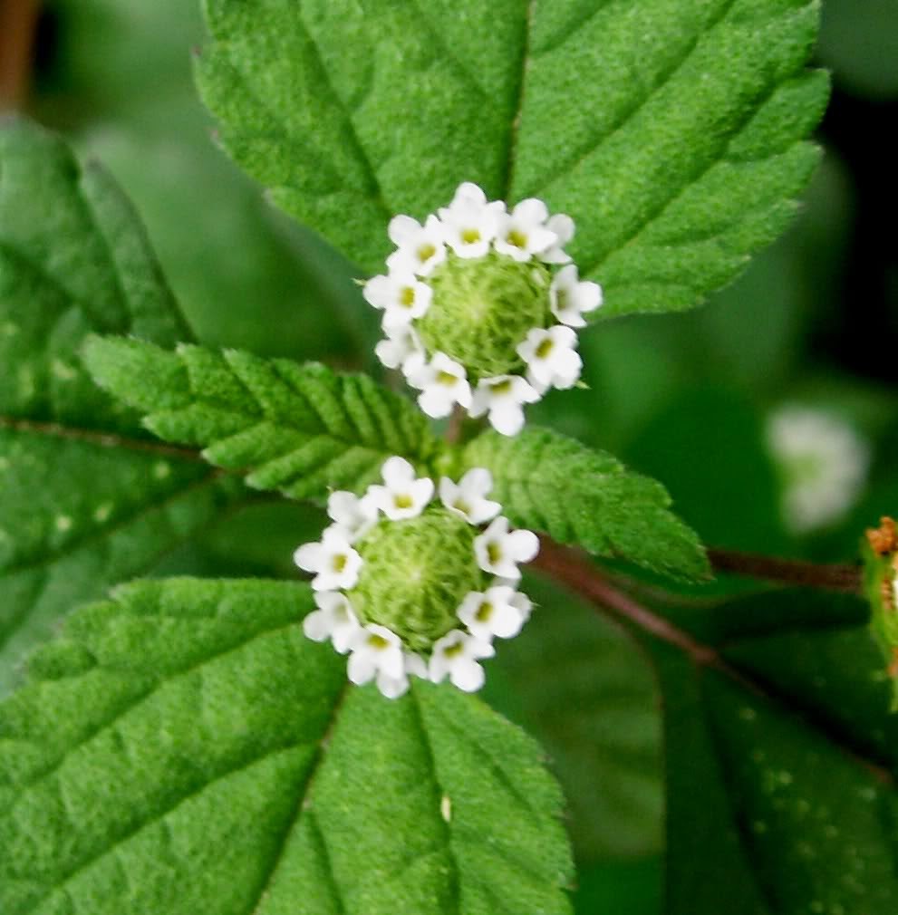 lippia%2Bdulcis1.jpg