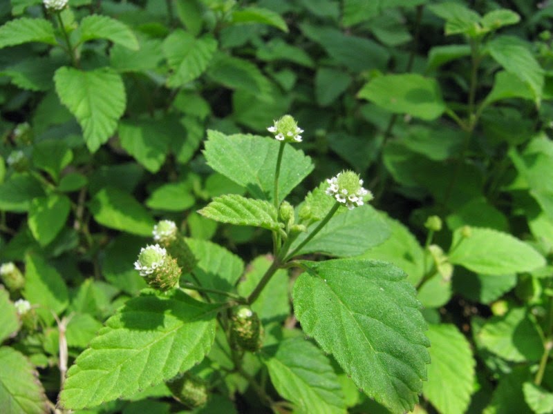 lippia%2Bdulcis2.jpg