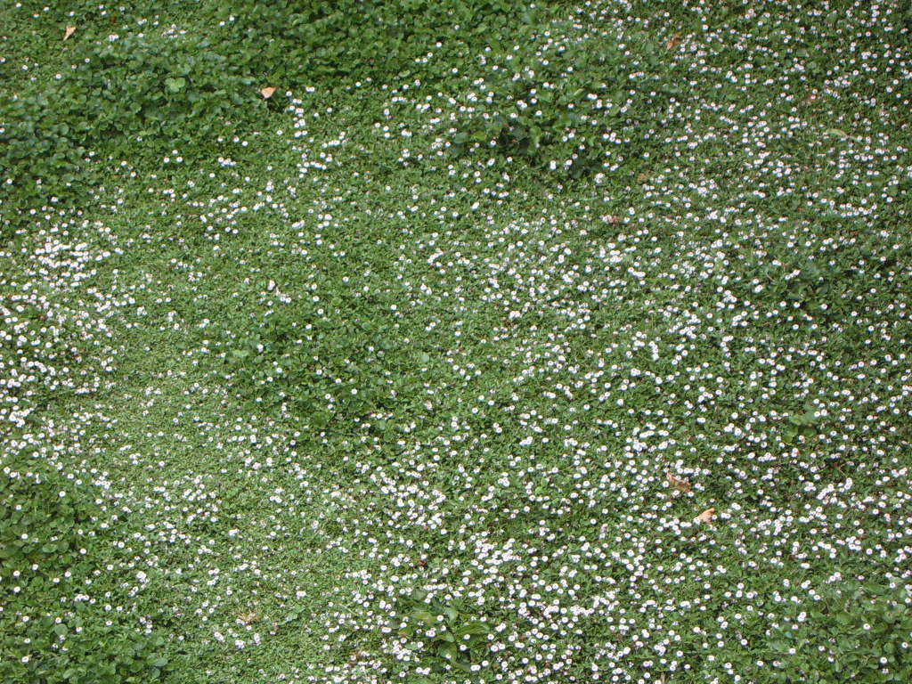 lippia.jpg