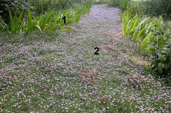 Lippia_nodiflora2_Num.jpg