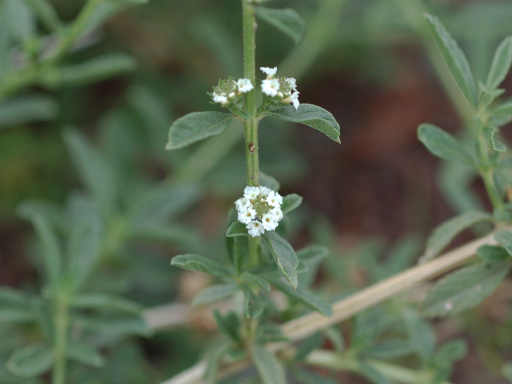 lippia_turbinata_dc0482.jpg