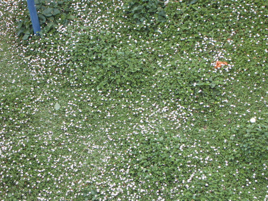 lippiaydichondra.jpg