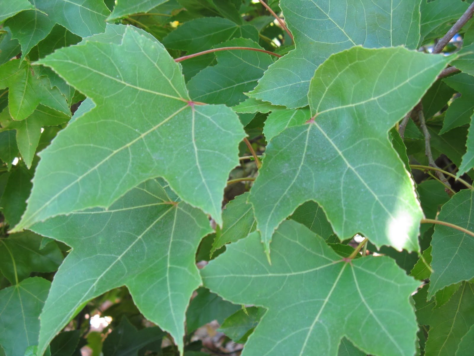 Liquidambar+formosa+foliage+2+seabright.JPG