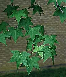 liquidambar-hojas.jpg