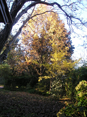 liquidambar.jpg