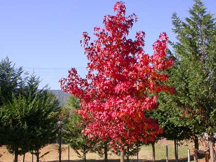 liquidambar-styraciflua-02.jpg