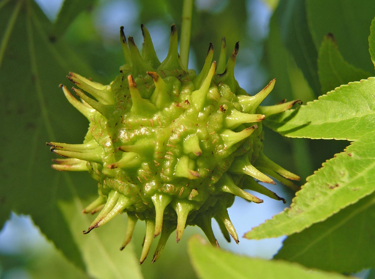 Liquidambar-styraciflua-fruit.jpg