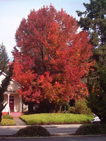 liquidambar04.jpg