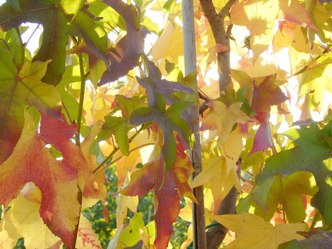 LIQUIDAMBAR43.JPG