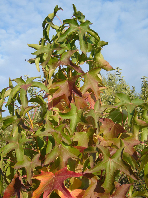 LIQUIDAMBAR45.JPG
