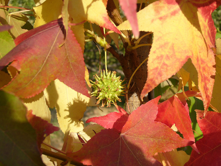 LIQUIDAMBAR46.JPG