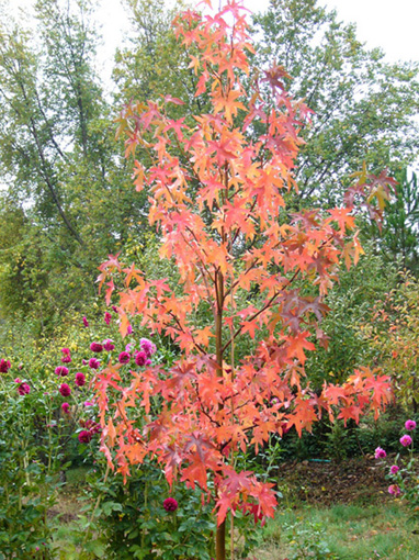 LIQUIDAMBAR48.JPG