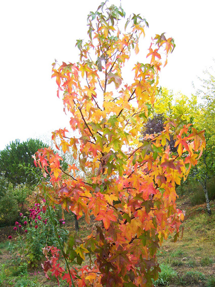 LIQUIDAMBAR49.JPG