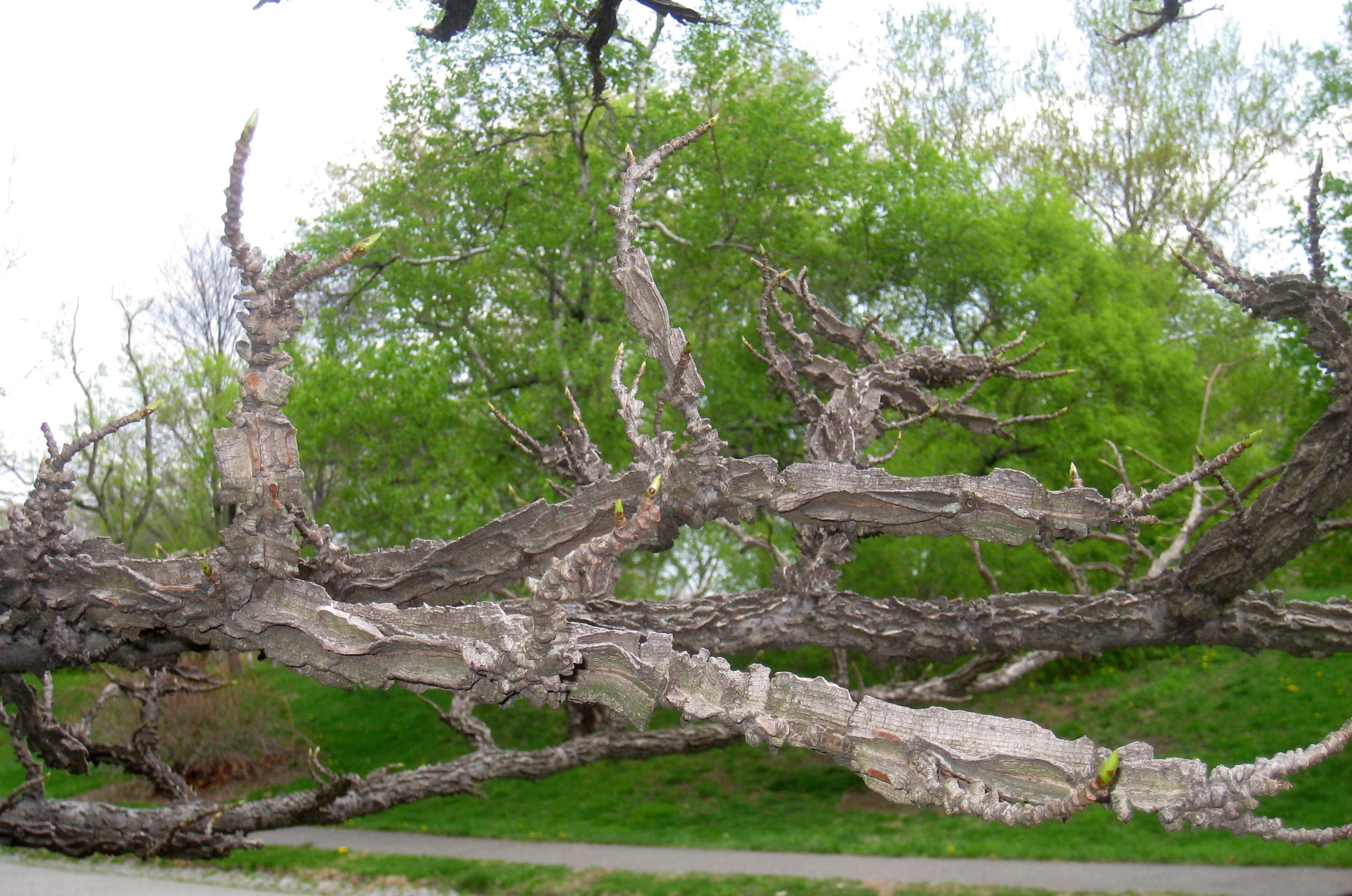 Liquidambar_styraciflua,_Arnold_Arboretum_-_IMG_5996.JPG