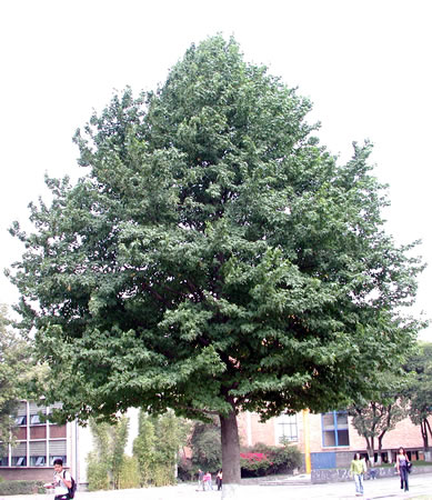 liquidambar_styraciflua.jpg